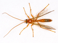 Netelia latungula